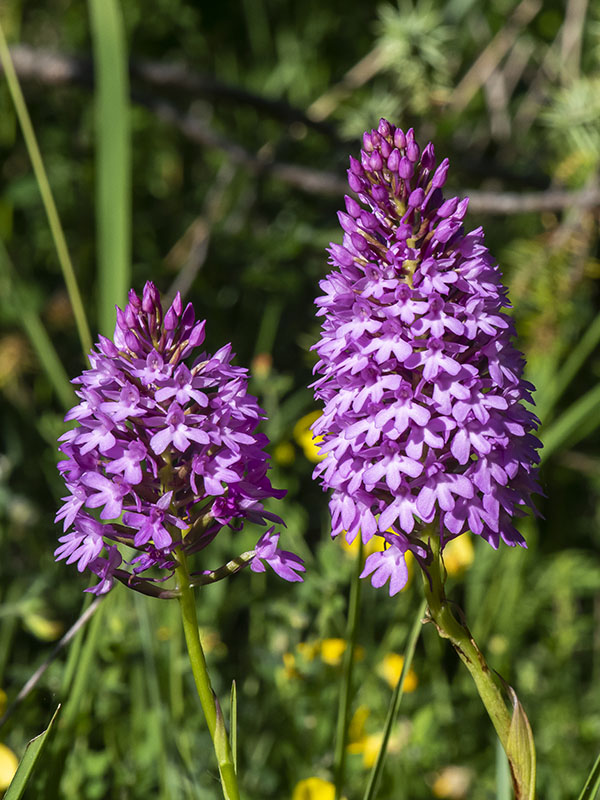 Orchidea piramidale - Anacamptis pyramidalis